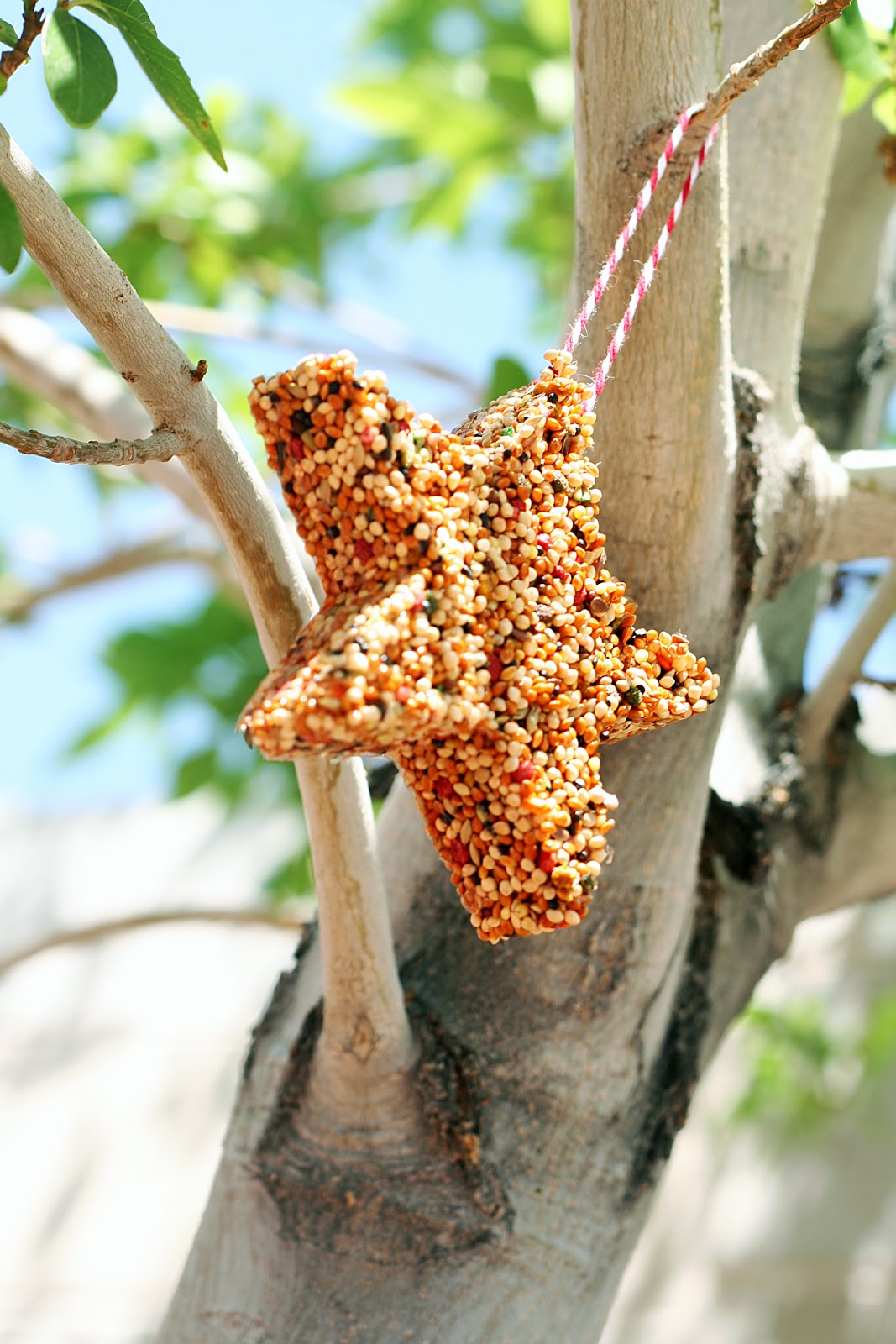 DIY Birdseed Ice Ornaments