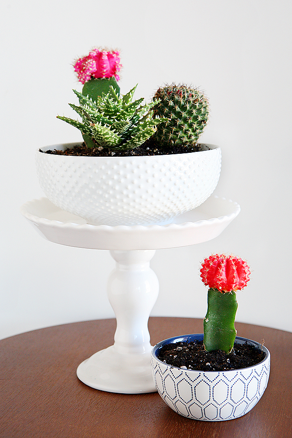 Cactus And Succulent Gift Ideas - Eighteen25