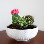 Cactus And Succulent Gift Ideas